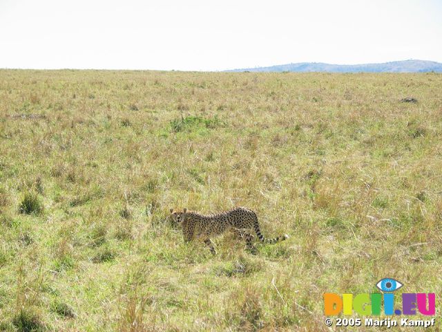 14715 Leopard looking at us